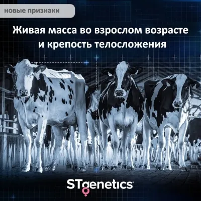 Индекс зрелого живого веса (MLW) и крепость телосложения (STurdy)