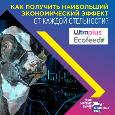 Как получить наибольший экономический эффект от каждой стельности?