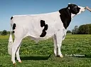 Голштины (Holstein)
