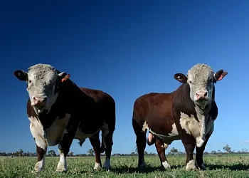 Российское производство