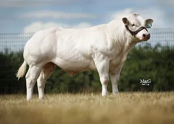 Мясные быки