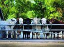 Мясные быки для молочных стад