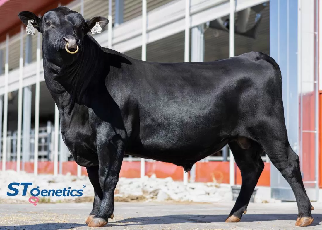 Семя мясных быков породы Ангус купить по выгодной цене с доставкой | ООО  «Коджент Рус»